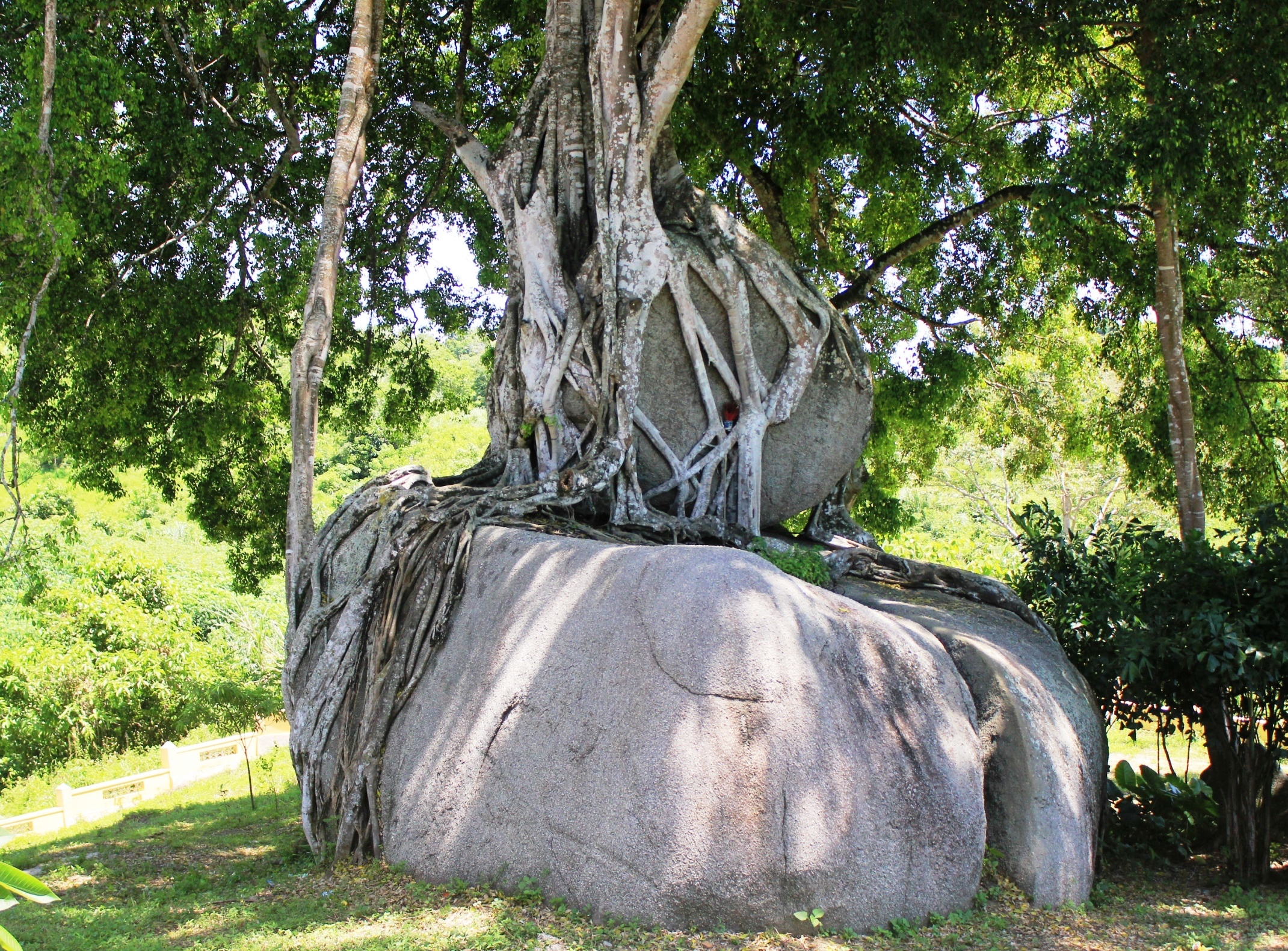 Gốc cây ôm lấy một tảng đá lớn rộng khoảng 5 m, dài hơn 7 m có trọng lượng hàng trăm tấn.