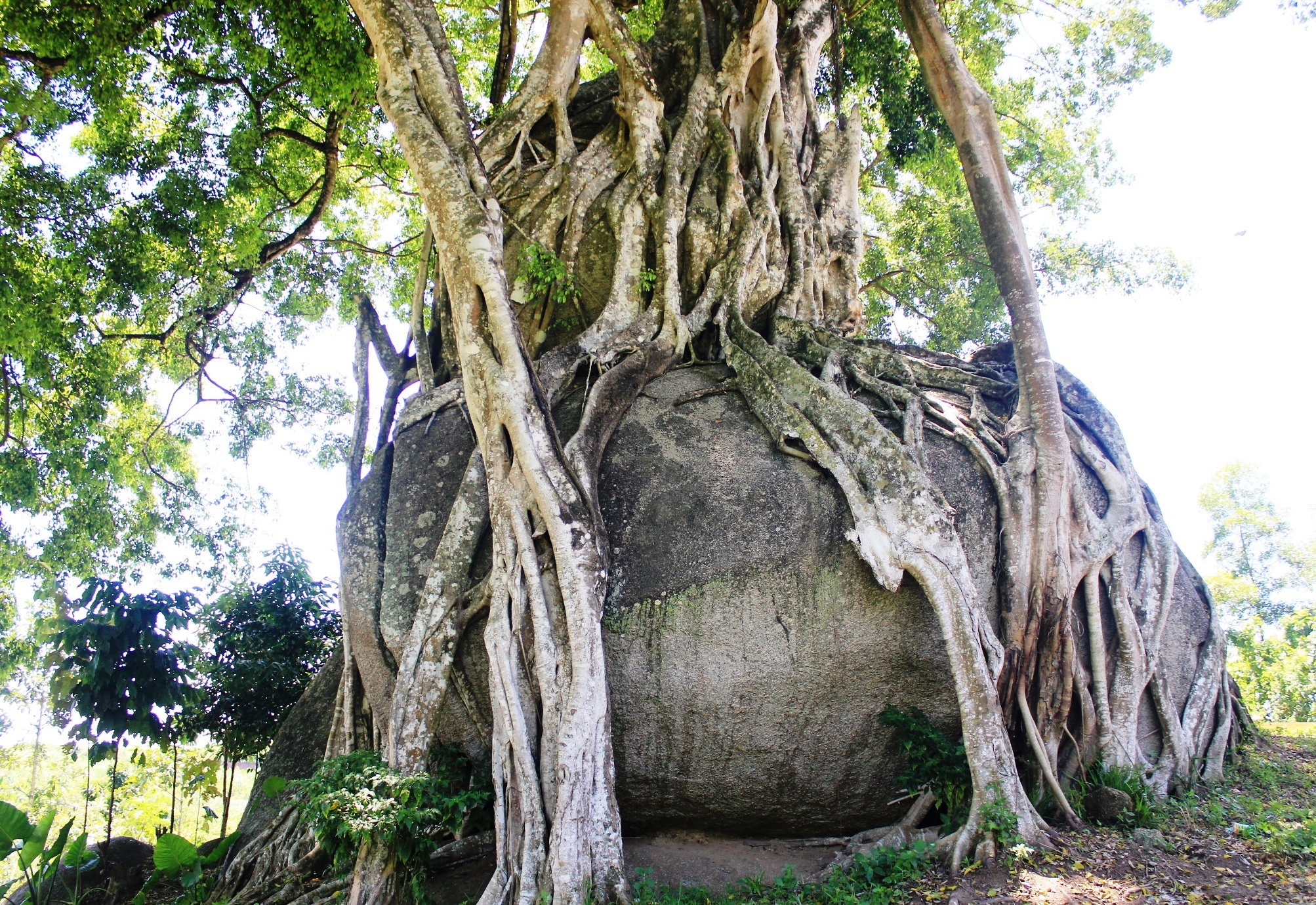 Phía trên là khối đá nhỏ hơn có đường kính hơn 2 m, cao khoảng 3 m. Cả hai khối đá này được rễ cây sanh bao bọc xung quanh trông như hình một “mâm xôi, con gà”.