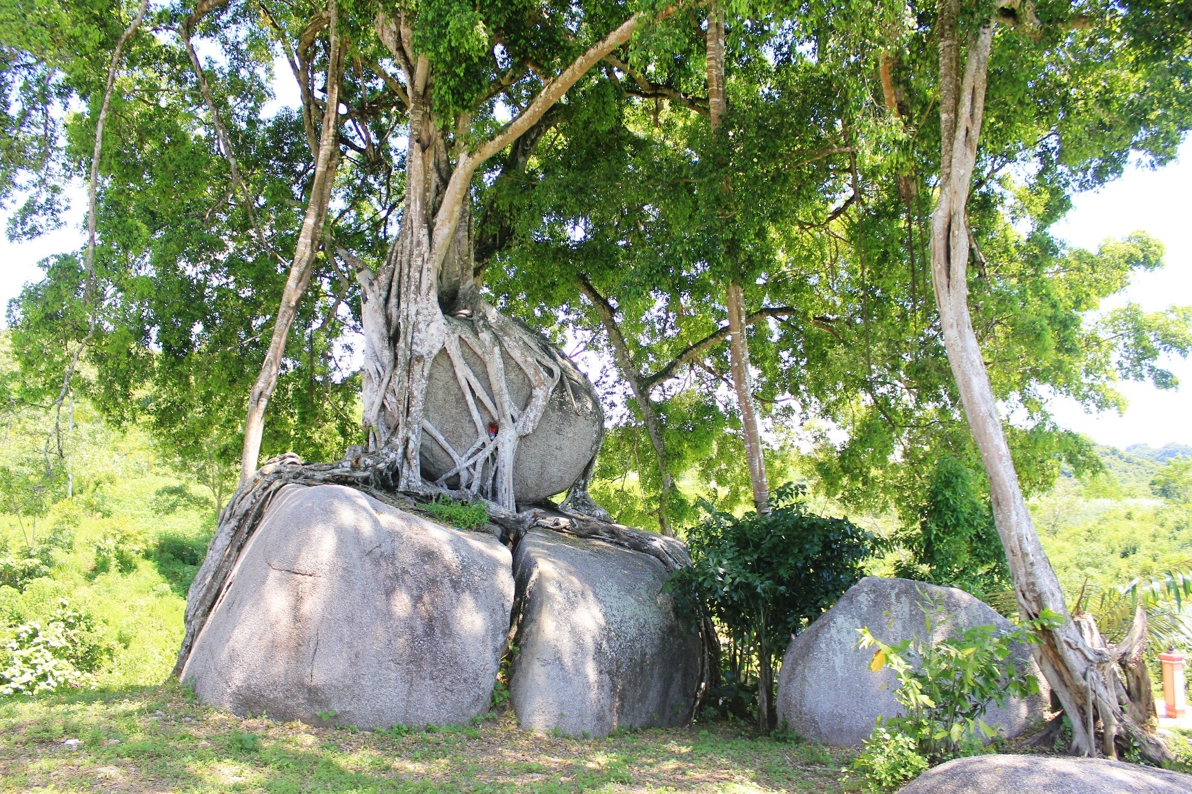 Cay sanh di san than rong, goc 'mam xoi con ga' o Nghe An hinh anh