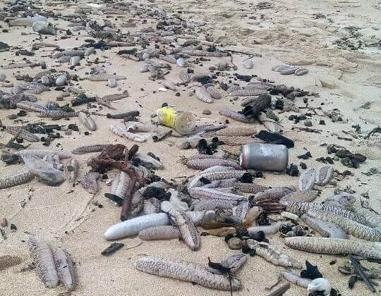 Hang nghin con hai sam dat vao bo bien Phu Quoc hinh anh