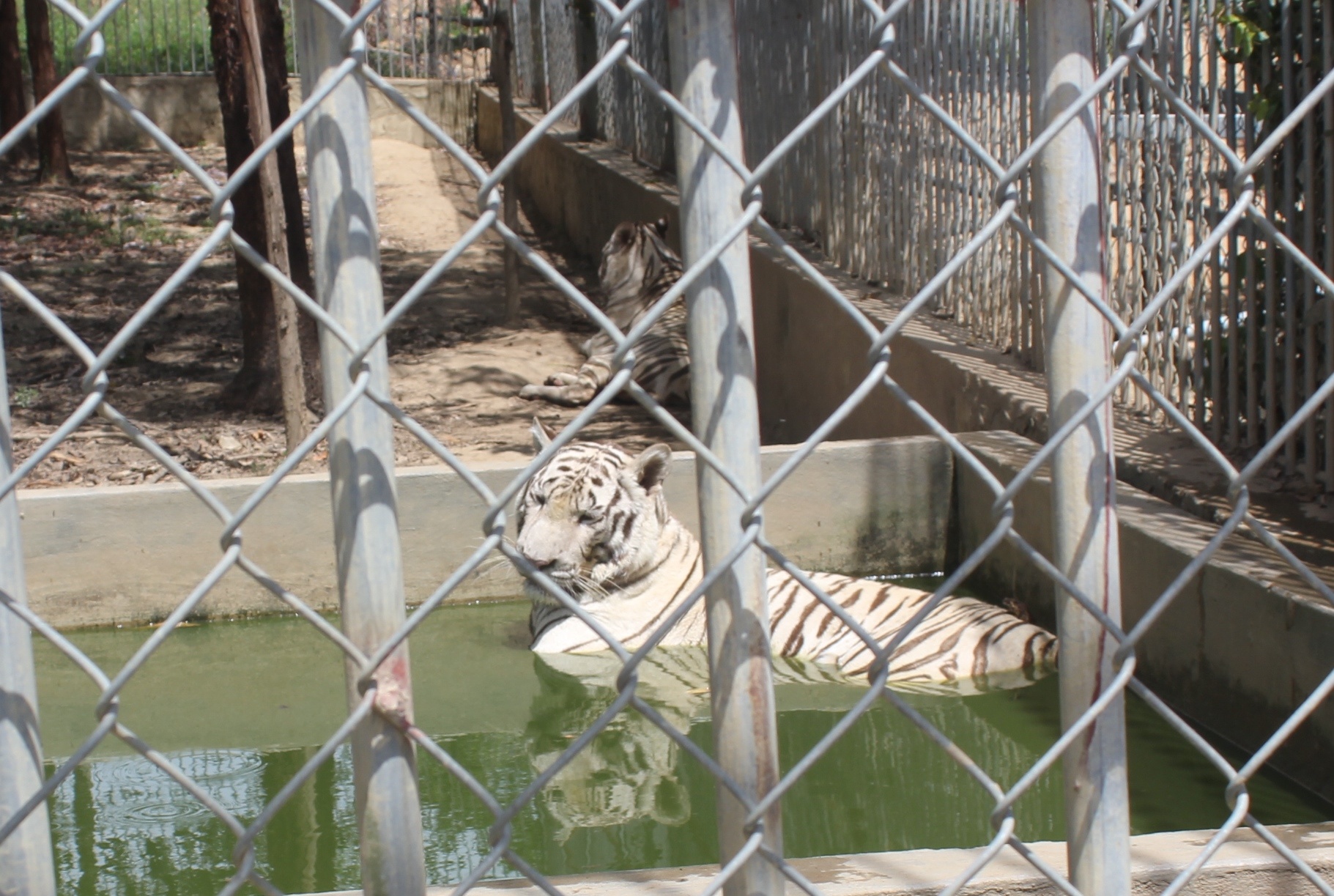 Hổ trắng nuôi tại Khu du lịch sinh thái Trại Bò. Ảnh: Phạm Hòa.