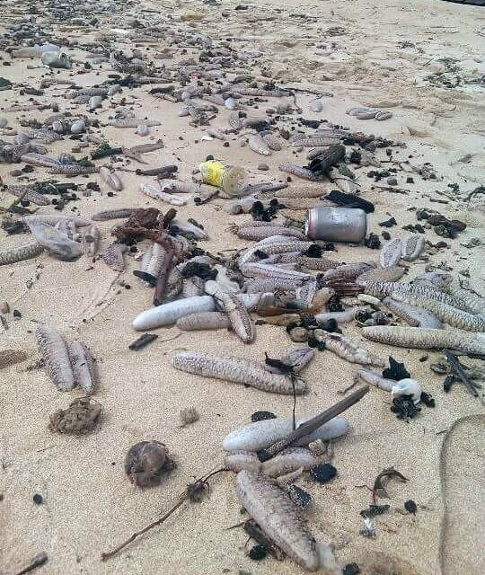 Rất nhiều hải sâm trôi dạt vào bờ biển Phú Quốc.