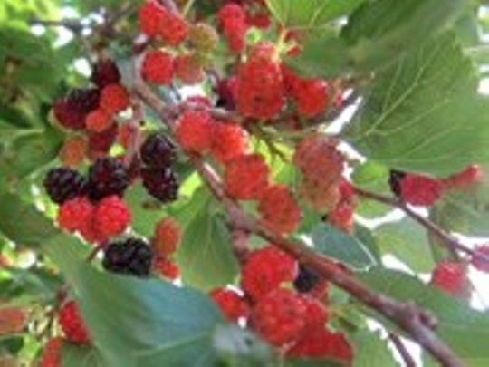 An qua dau moi phun thuoc sau, 2 tre mam non tu vong hinh anh