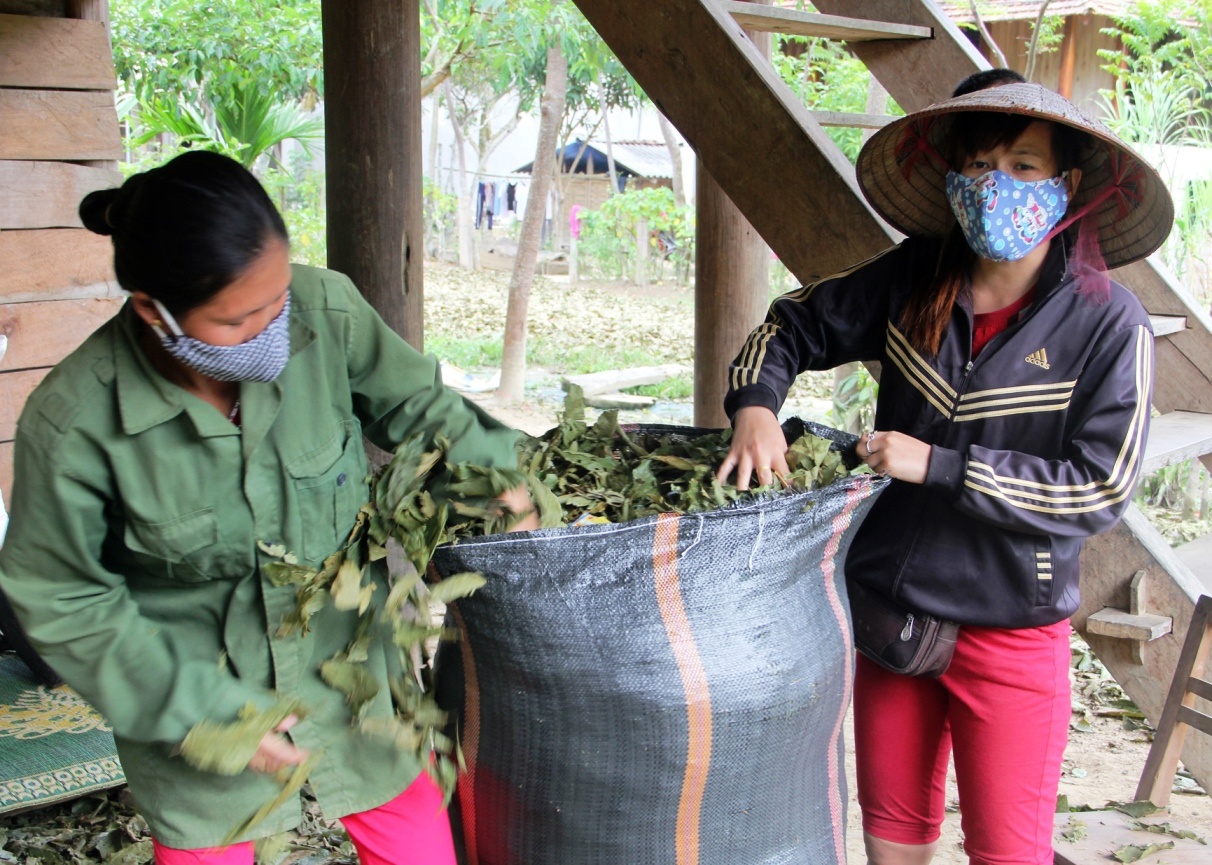 Sau khi đi hái lá chua ke về là lái buôn sẽ đến thu mua ngay. “Thời gian này việc nông nhà, chúng tôi không có gì làm nên người dân đổ xô đi hái lá chua ke về bán nhiều lắm”, anh Lương, một hộ dân ở xã Châu Phong, huyện Quế Phong cho biết. 