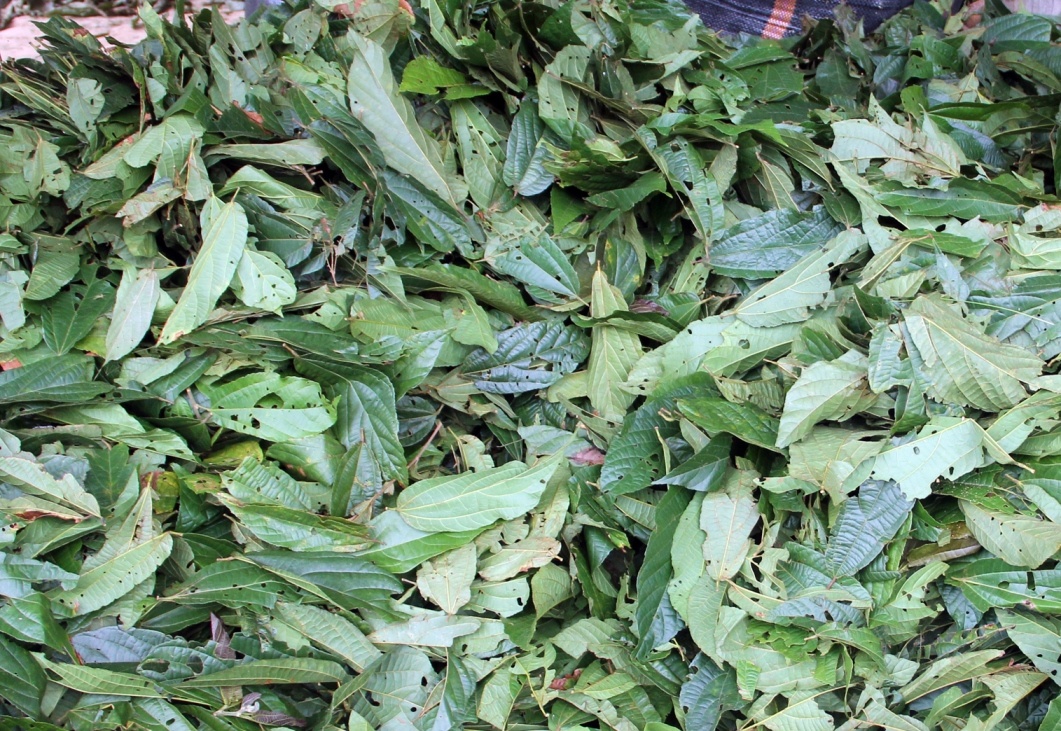 Người dân có thể để hái lá cây tươi đem về sau đó bán thẳng cho các lái buôn hoặc phơi khô. 