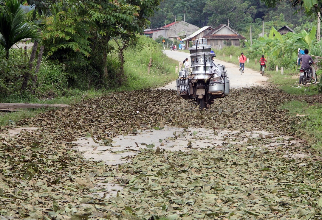 Nếu mua lá tươi, lái buôn mua về sẽ đem phơi khô rồi đóng thành bao lớn. Khi thu hoạch được nhiều sẽ gọi thương lái đem ôtô tải chở đi nhập sang Trung Quốc. Những ngày qua, trên địa bàn huyện Quế Phong đã có rất nhiều xe chở lá chua ke đã chở hàng về xuôi rồi đem sang Trung Quốc.
