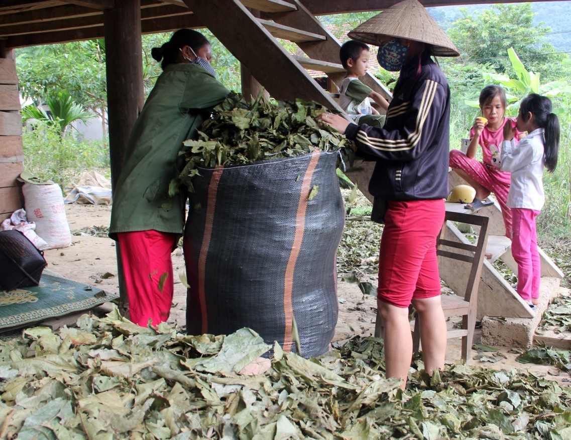 Do xo vao rung hai la chua ke ban cho thuong lai la hinh anh