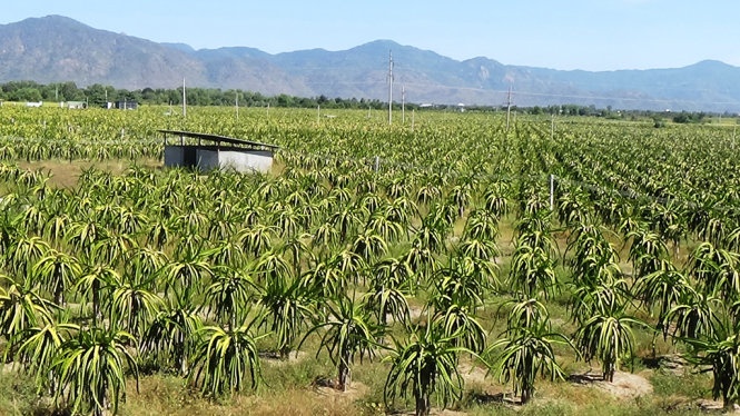 19ha thanh long tranh chấp.