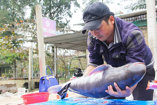 Ca voi con dat vao bo bien hinh anh