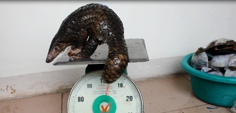 Canh sat mat phuc bat xe Camry cho dong vat quy hiem hinh anh