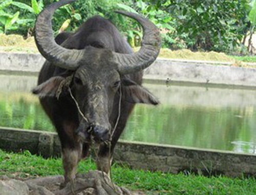 Bi trau huc chet khi dang di cay hinh anh