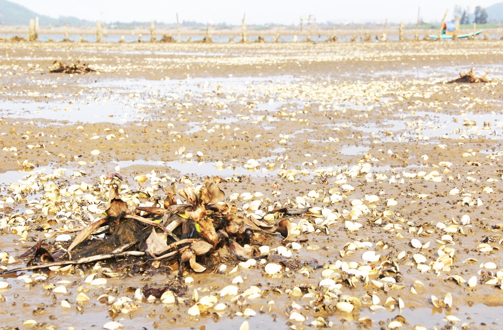 ngao chet trang bai anh 1