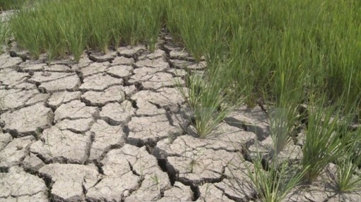 Long An can ung pho voi han han, xam nhap man dang dien ra hinh anh