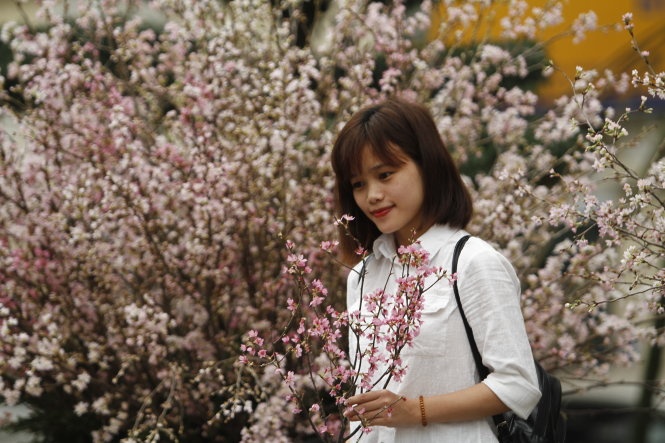200 cay hoa anh dao Nhat tuyet dep ve toi Ha Noi hinh anh
