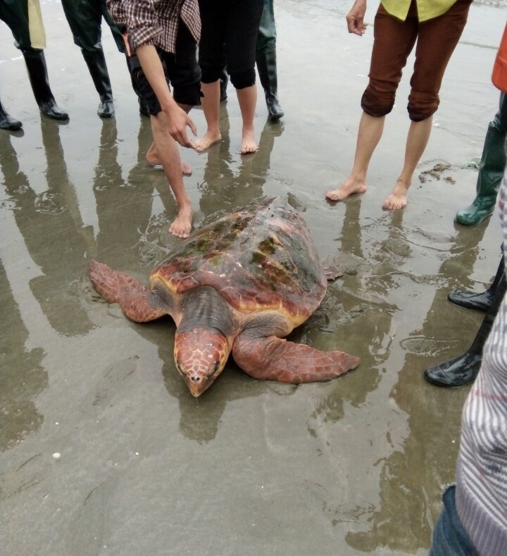 tha rua ve bien anh 1