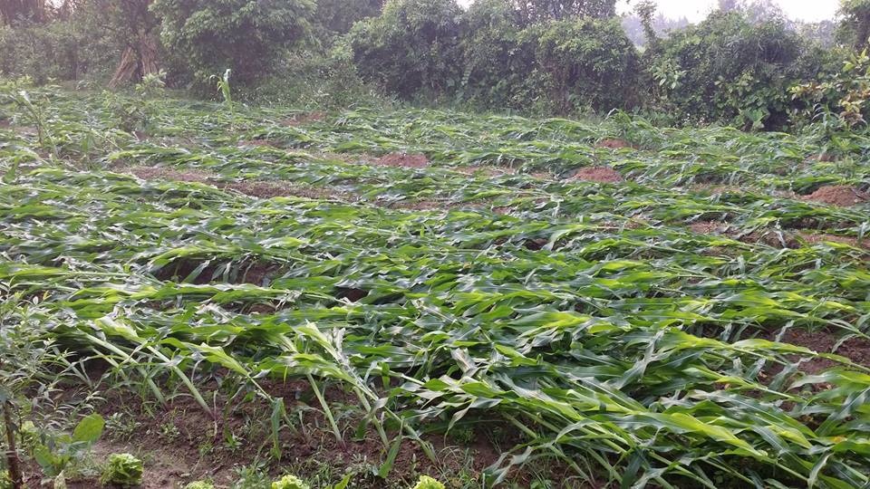 Mua da o Nghe An anh 3