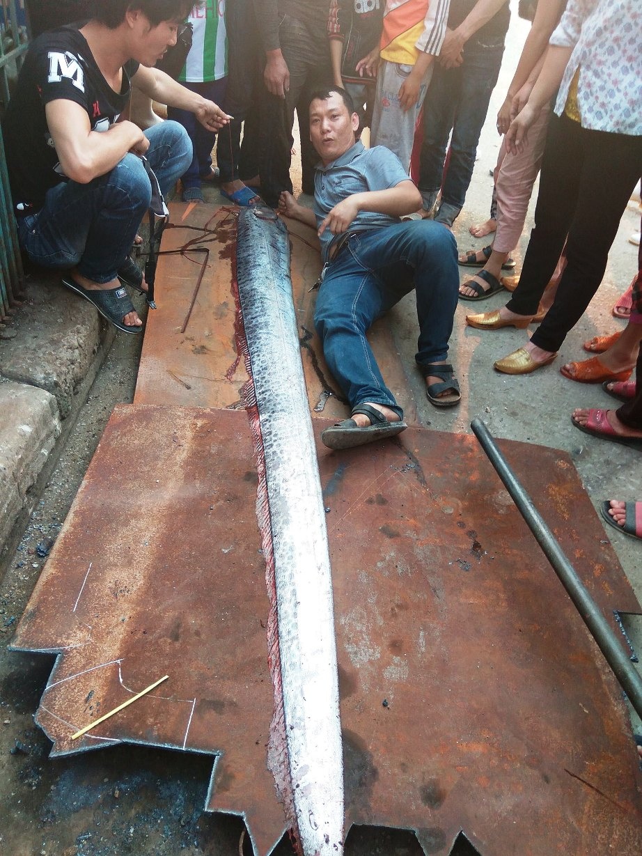 Cá mái chèo dạt vào bờ biển ảnh 1 Ca mai cheo dat vao bo bien anh 1