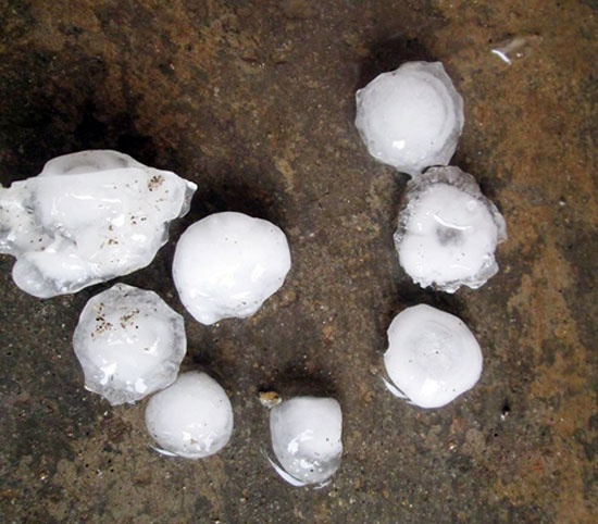 Mua da to bang qua trung trut xuong Nghe An hinh anh