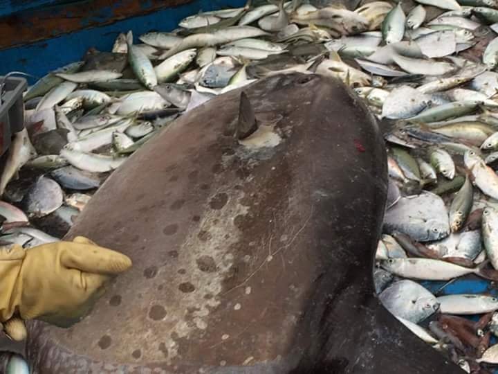 Ca mat trang nang hon 100kg mac luoi ngu dan Nghe An hinh anh