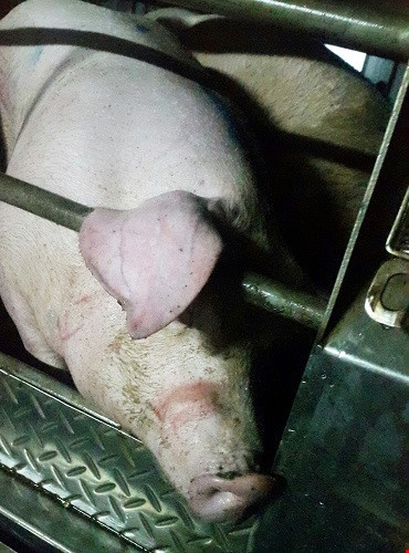 heo bi bom nuoc anh 1