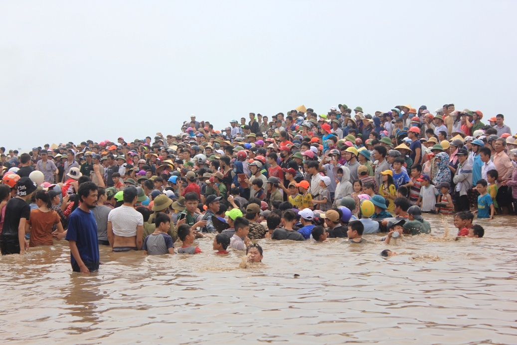 Giai cuu ca voi o Nghe An anh 8