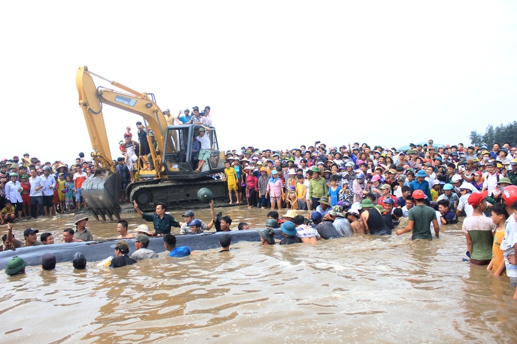 Giai cuu ca voi o Nghe An anh 5