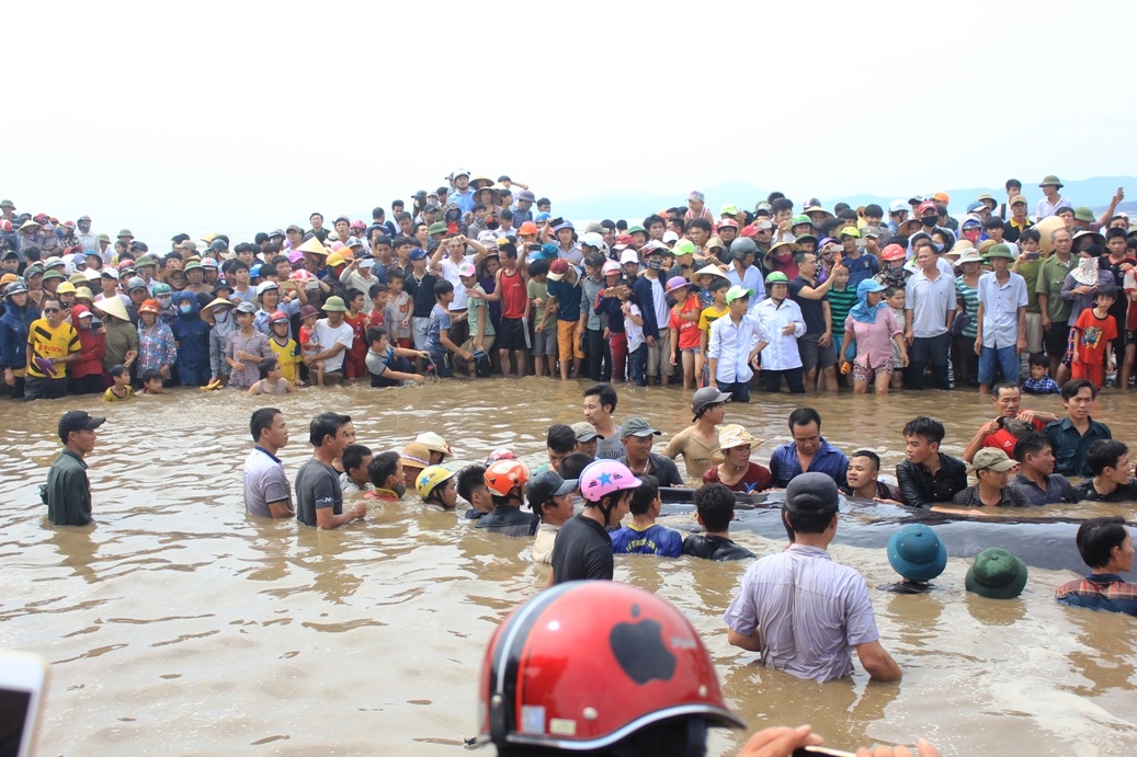 Giai cuu ca voi o Nghe An anh 9