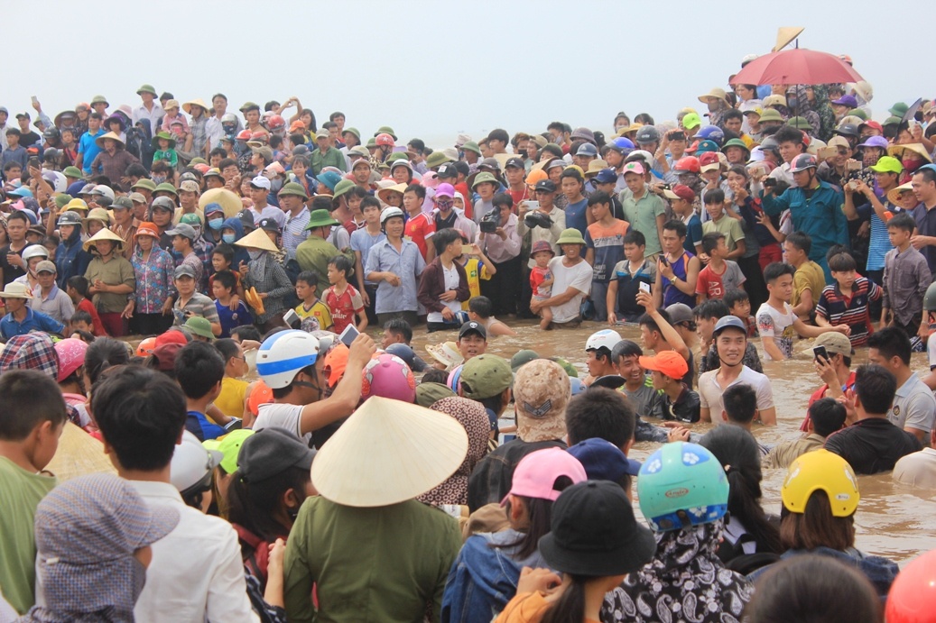 Giai cuu ca voi o Nghe An anh 7