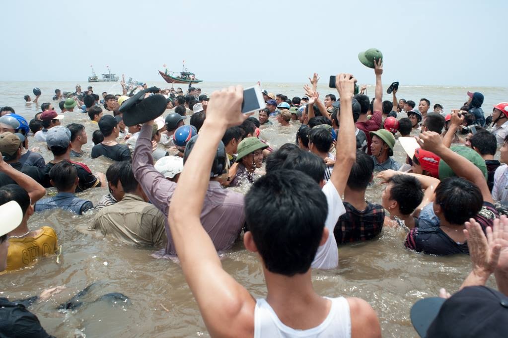 Giai cuu ca voi o Nghe An anh 14