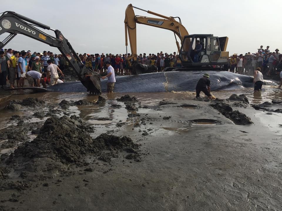 ca voi mac can o Nghe An anh 2