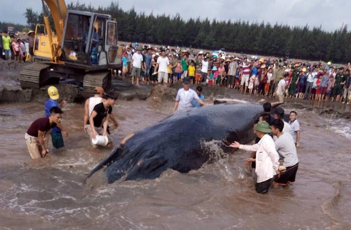 Dan ho reo khi giai cuu thanh cong ca voi khong lo hinh anh