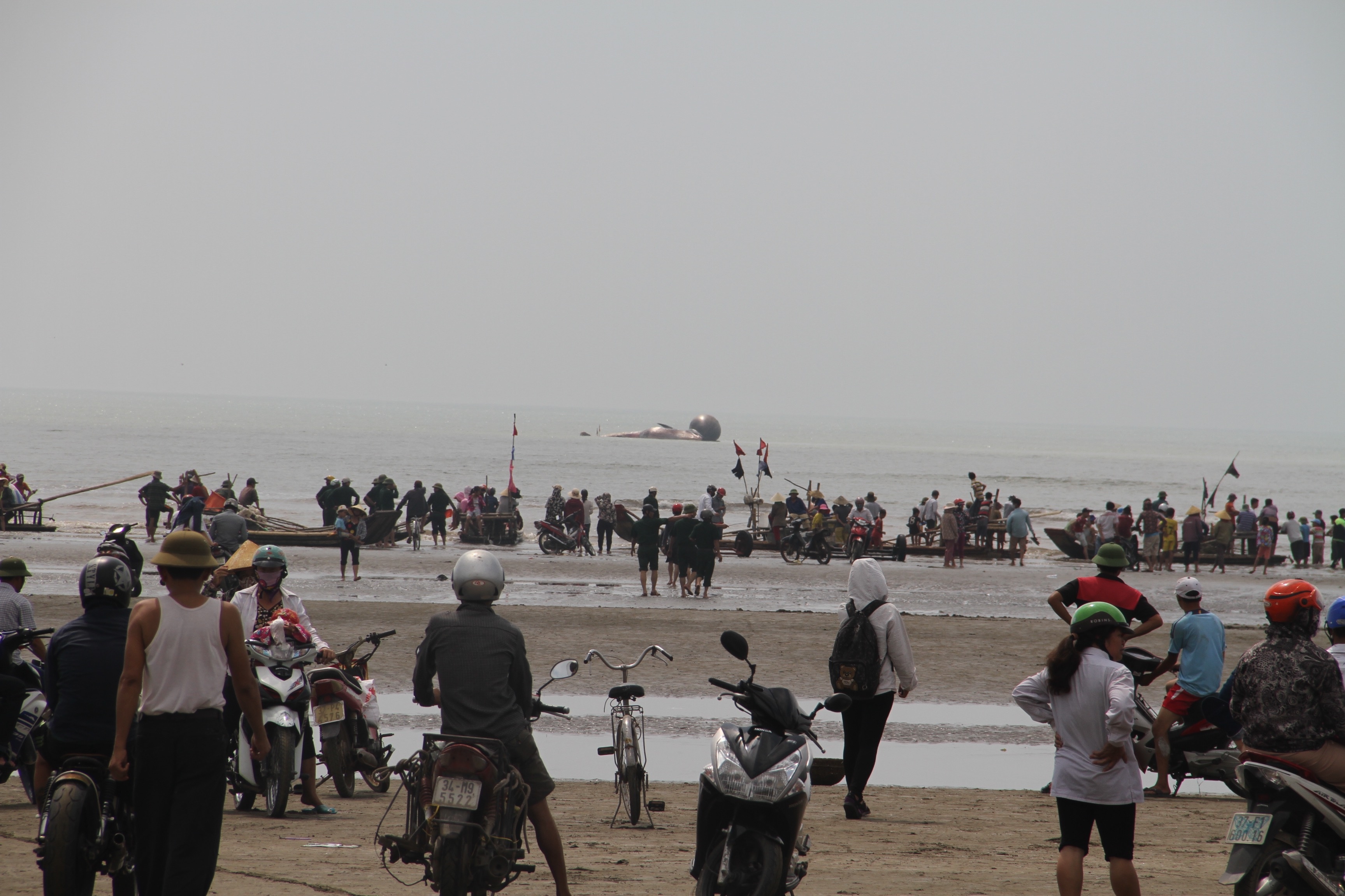 Ca voi chet o Nghe An anh 1