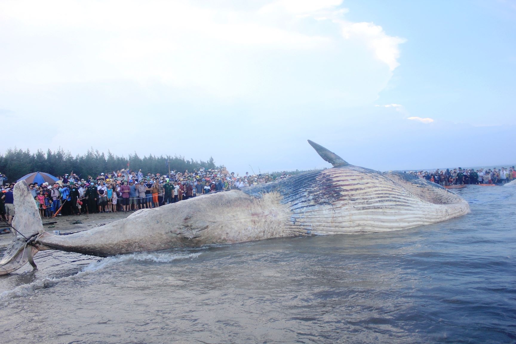 Cá voi chết ở biển Nghệ An ảnh 11 Ca voi chet o bien Nghe An anh 11