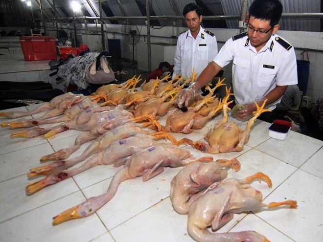 không cho phép sử dung nhựa thông trong giết mổ gi ảnh 1 khong cho phep su dung nhua thong trong giet mo gi anh 1