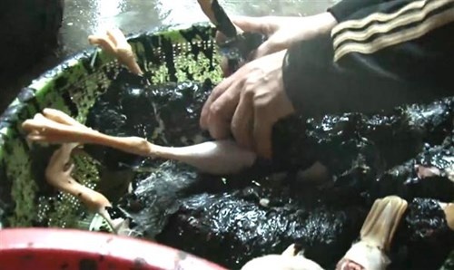 Khong cho phep su dung nhua thong trong giet mo gia cam hinh anh