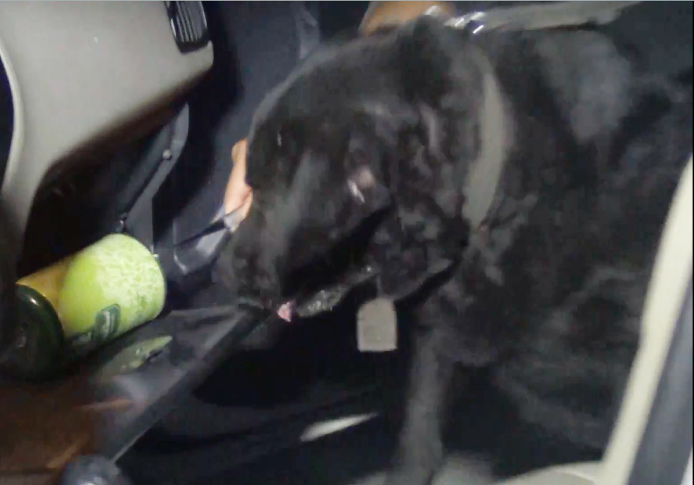 giau ma tuy tren xe taxi anh 2