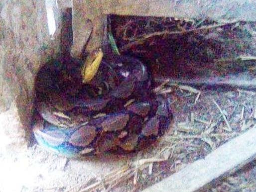 Tran hoa dai 4 m cuon trong chuong bo hinh anh