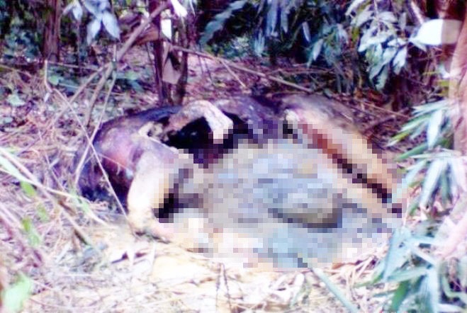 Xac dong vat nghi bo tot trong rung o Nghe An hinh anh