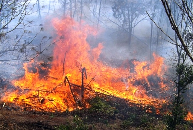 Bi thu xa nga gay tay trong luc chua chay cuu rung hinh anh