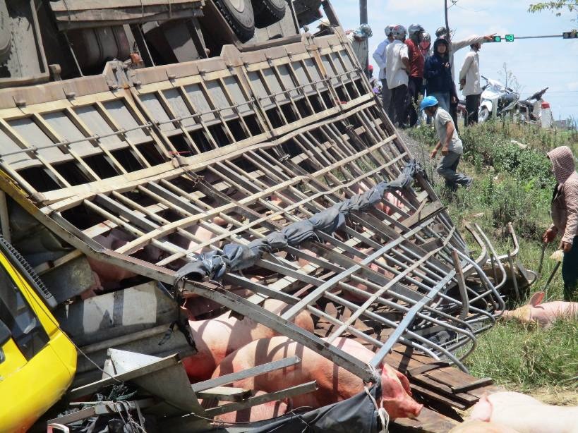Xe tai cho hang tram con heo 'chong vo' duoi ruong lua hinh anh
