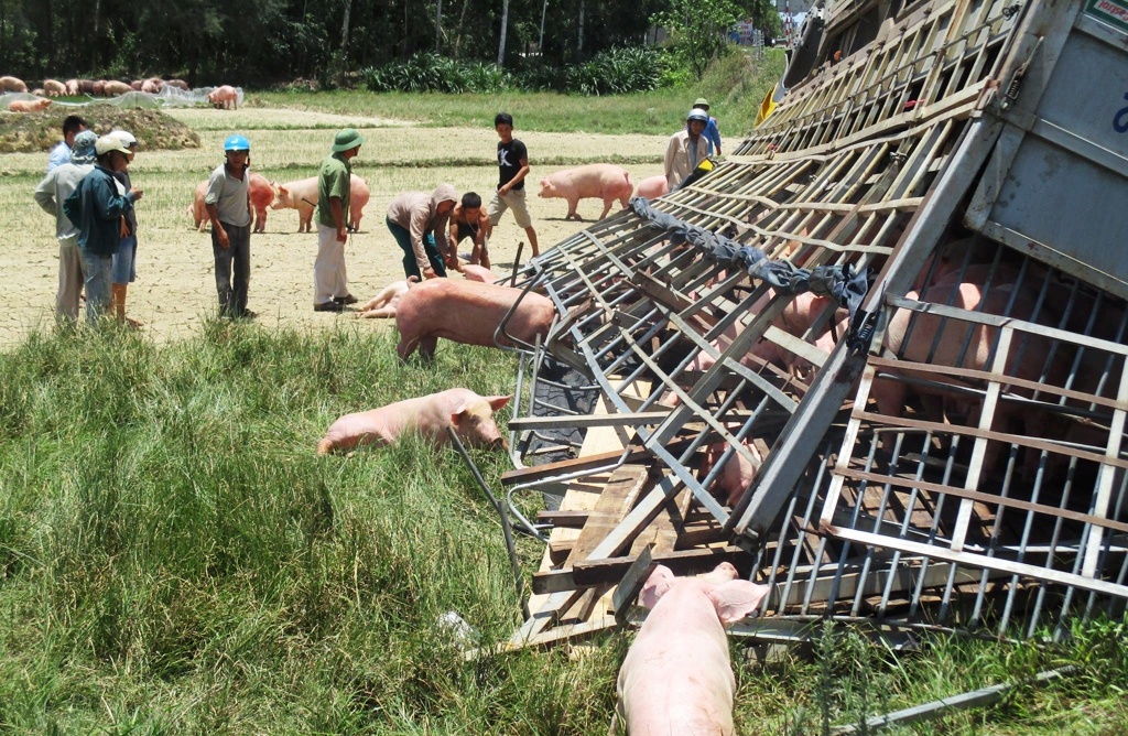 Xe tải chở heo lật ngửa ảnh 1 Xe tai cho heo lat ngua anh 1