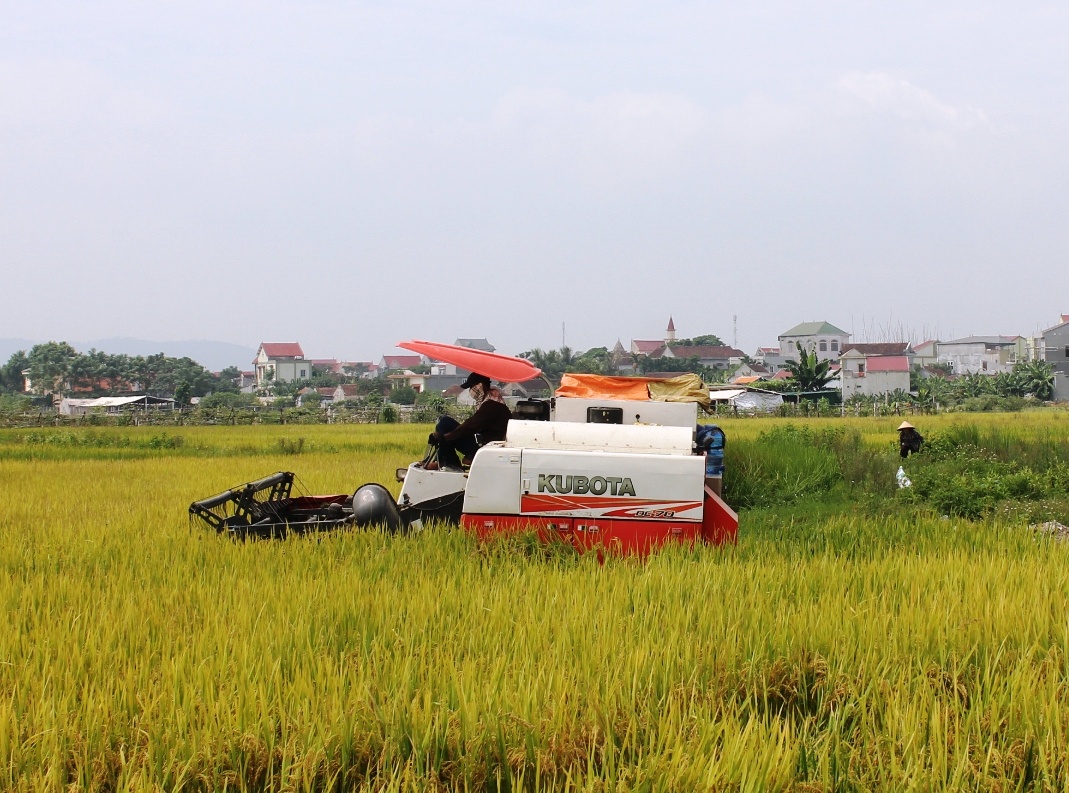 Nop tien bao lanh khi gat lua anh 1