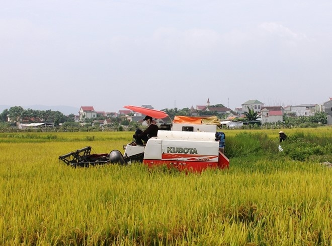 Chan may gat lua xuong dong anh 1