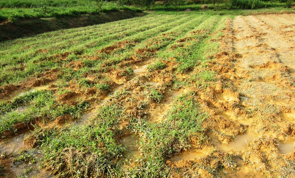 Voi rung pha hoa mau o Nghe An anh 1