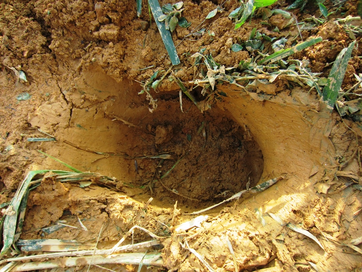 Voi rung pha hoa mau o Nghe An anh 2