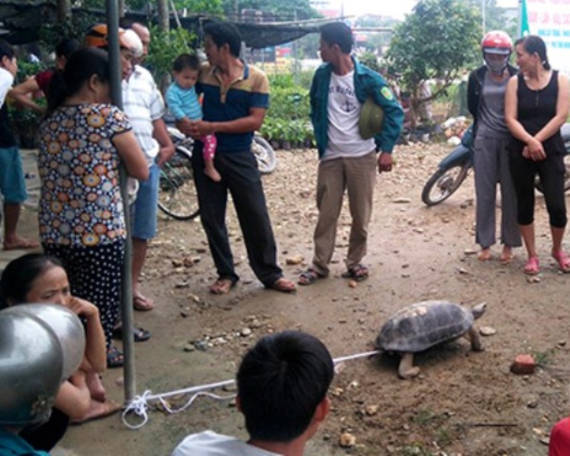 Rùa lạ ảnh 2 Rua la anh 2