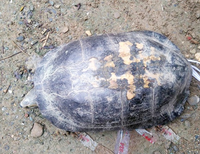 Rua nang hon 13 kg bo vao nha dan hinh anh