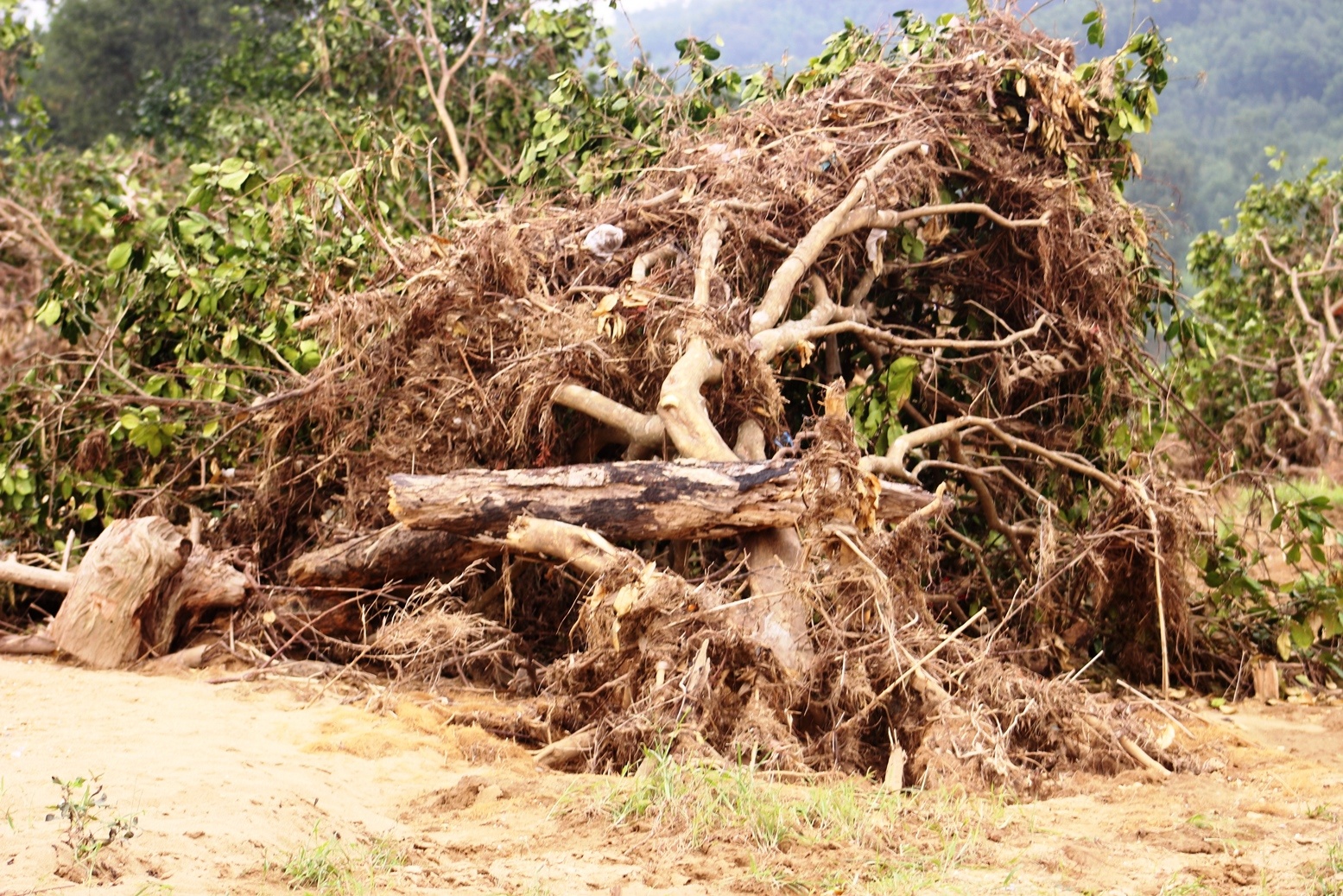 Buoi Phuc Trach bat goc hang loat sau su anh 2