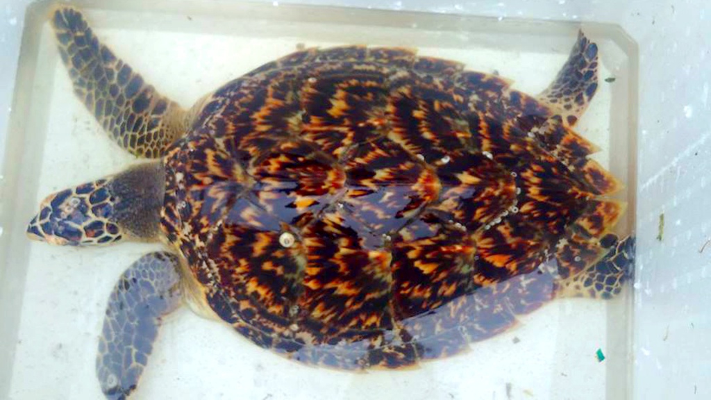 thả rùa quý ảnh 1 tha rua quy anh 1