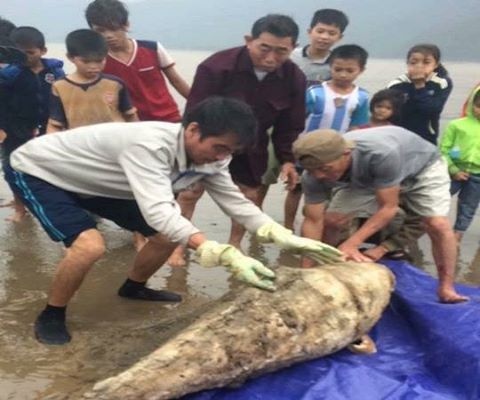 Xac ca voi nang gan 100 kg dat vao bo bien Ha Tinh hinh anh